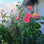 公寓 Romantico 卡尼索